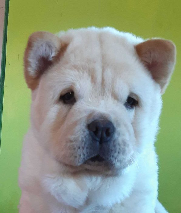 Дівчинка смуф КСУ ФЦІ