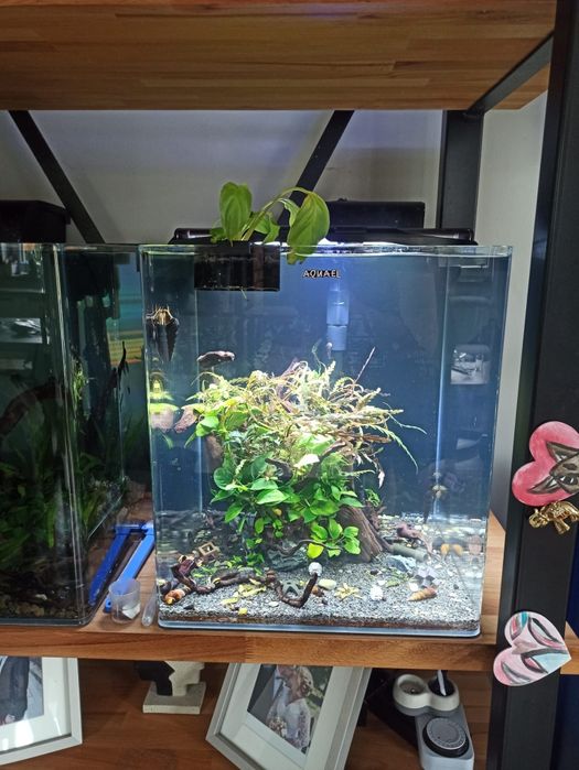 Sprzedam Aquael optibend 72l