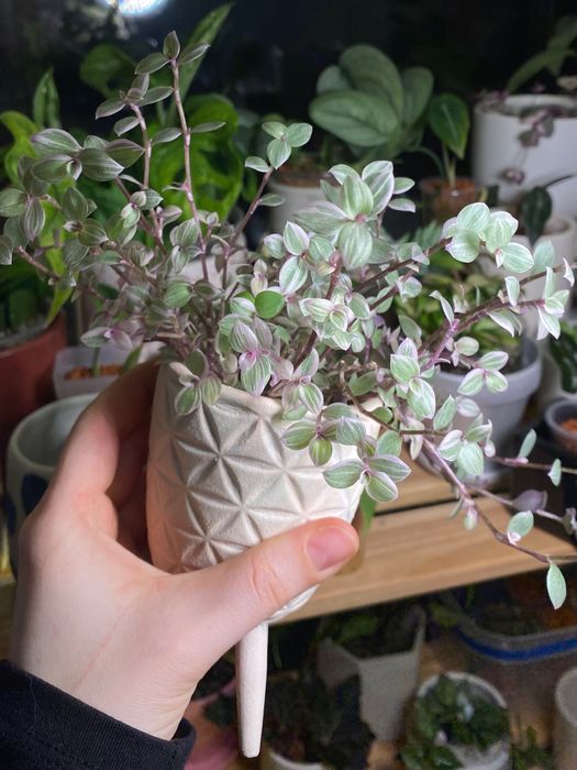 Калізія Рожева пантера