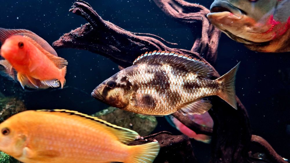 Аквариум 750 литров ! Тумба! Рыбки! Самп! Оборудование!