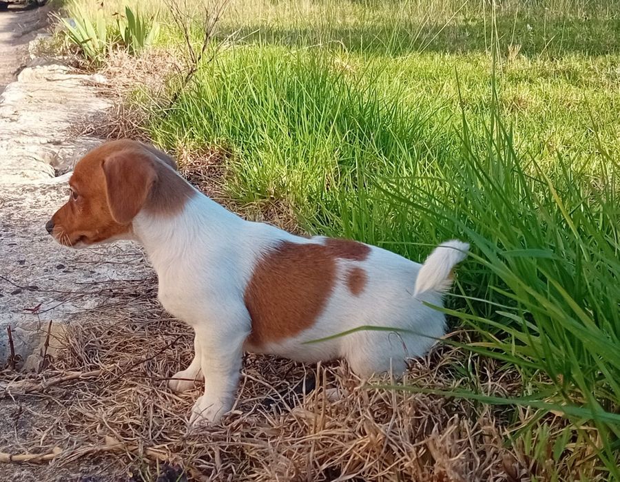 Jack russell terrier