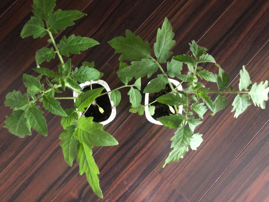 Pomidor MARMANDE