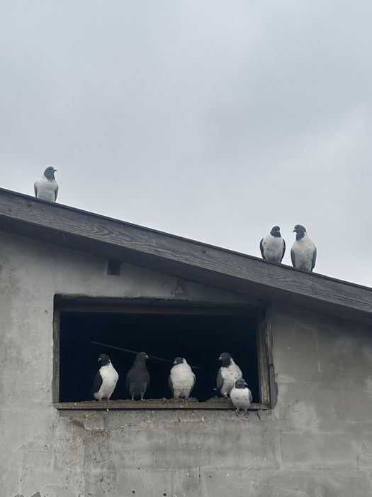 Gołębie różne rodzaje
