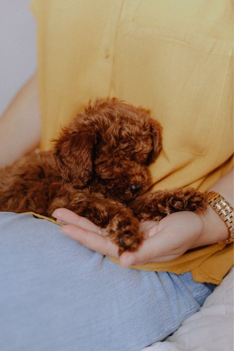 Poodle toy VIP red brown