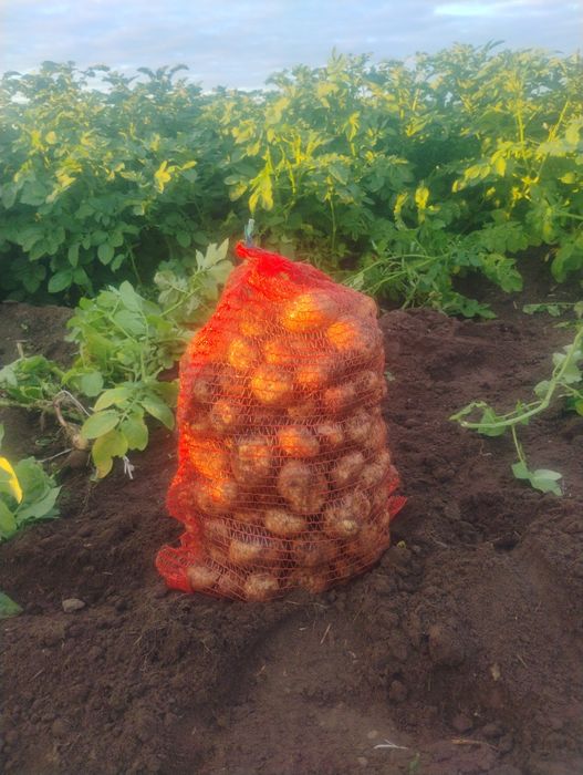 Ziemniaki lord, jelly, vineta, 15 kg