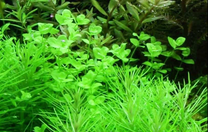 Микрантемум тенистый. Акваріумні рослини