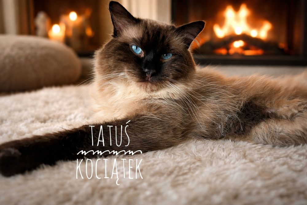 REZERWACJA Ragdoll Kotka Charlotte BADANIA GENETYCZNE rodziców