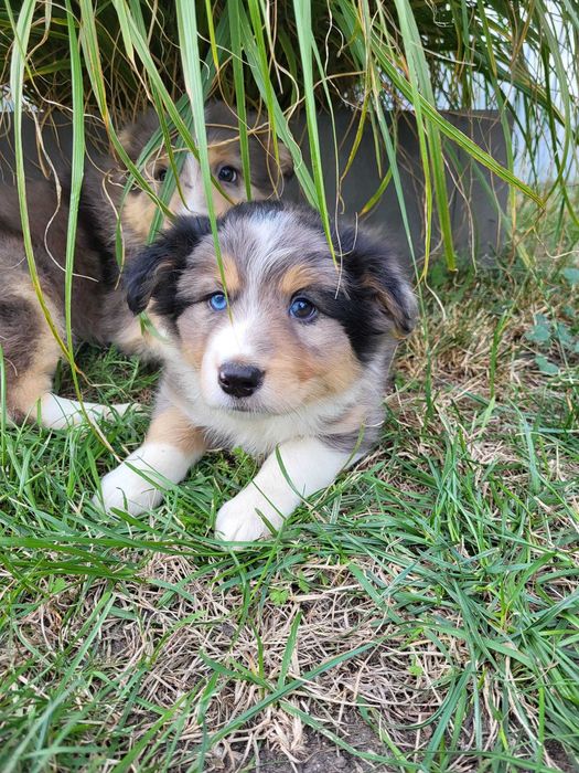 Szczeniak Border Collie piesek