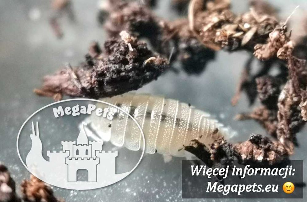 Trichorhina tomentosa Ekipa sprzątająca Prosionki Mrówki do terrarium