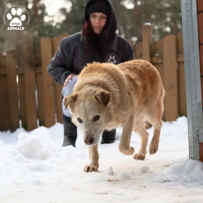 Miły psiak Blondyn do adopcji!