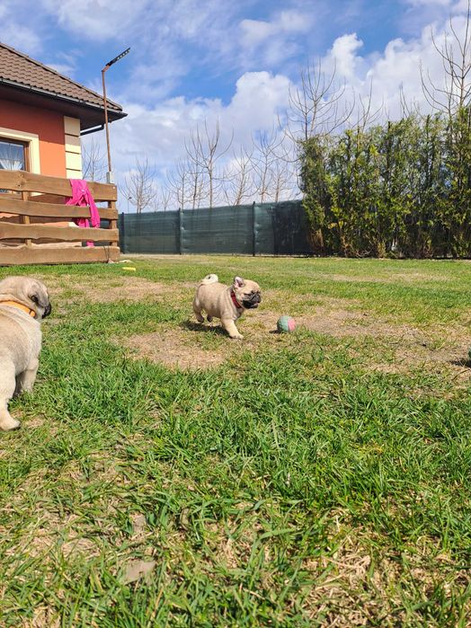 Cudowne zabawne mopsiki