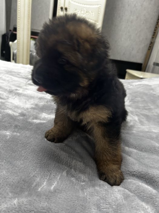 Німецька вівчарка