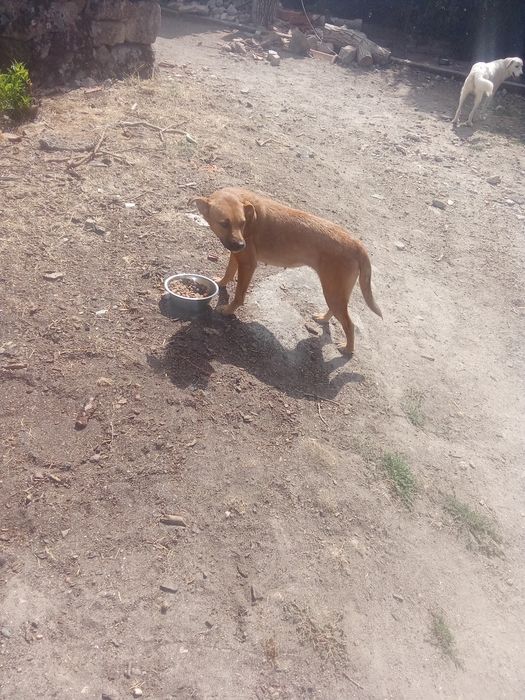 Cão a dar de graça