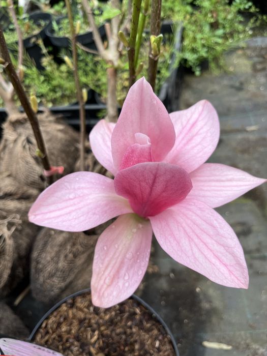 Магноліі щеплені в контейнері, цвітуть у 2 ращи швидше