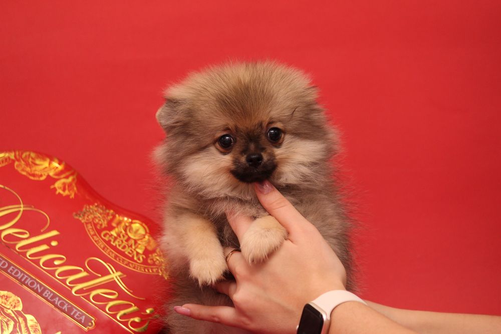 Курносая шпиц ,девочка шпиц продажа