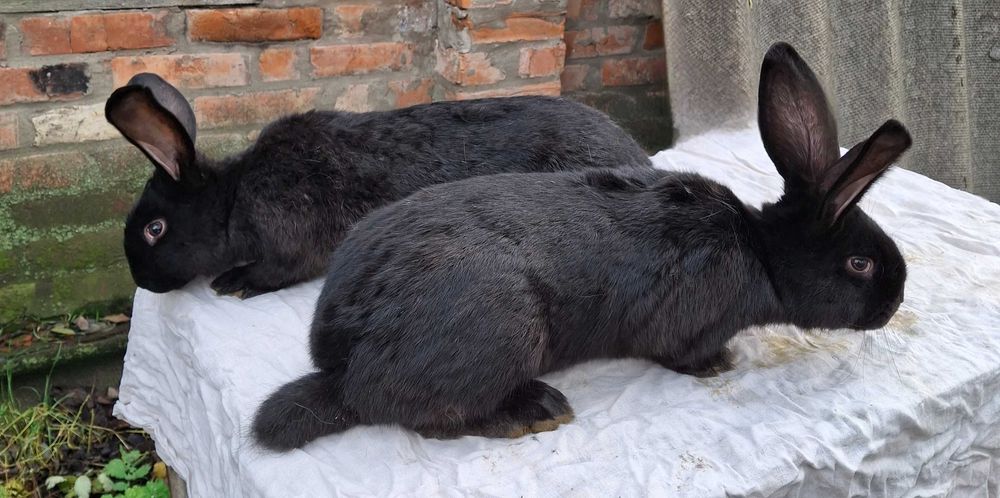 Продам самців німецького строкатого велетня