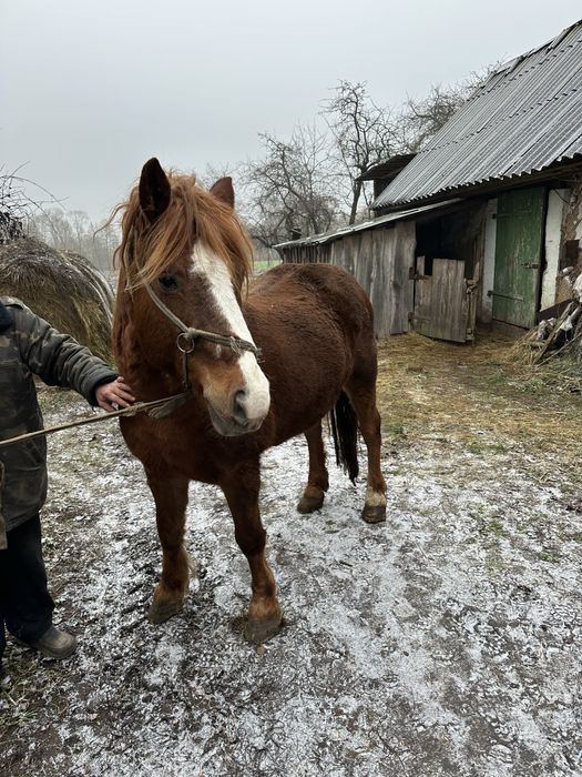 Продається Кобила 11 Років