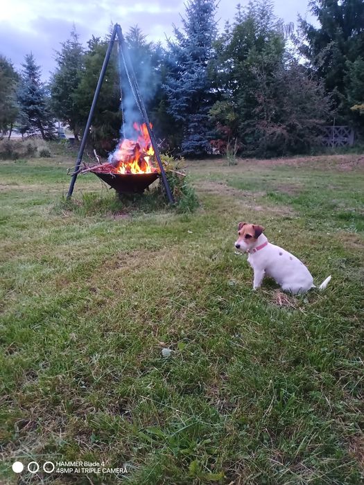 Zaginęły dwie suczki Juck Russell terrier