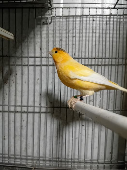 Tenho  canario macho 2025