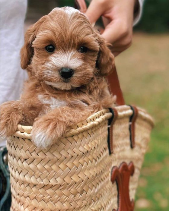 Крохітний малюк Мальтипу F1 VIP