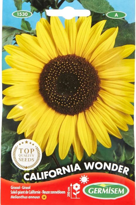 Sementes girassol Califórnia wonder