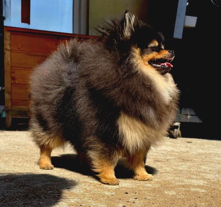 Szpic miniaturowy/Pomeranian BezoweLove ZKwP FCI