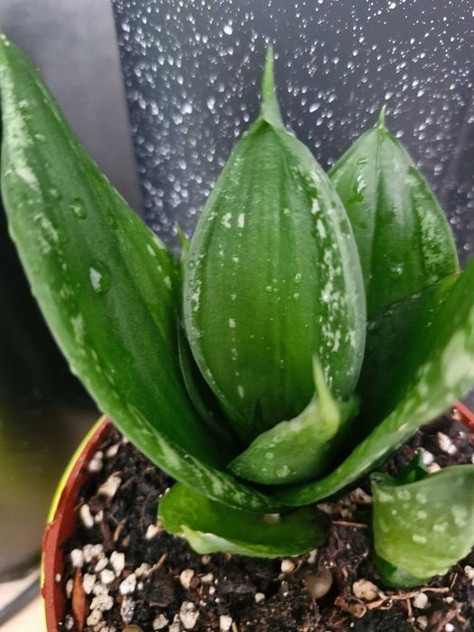 Sansevieria#Nadwyzka#Sprzedam