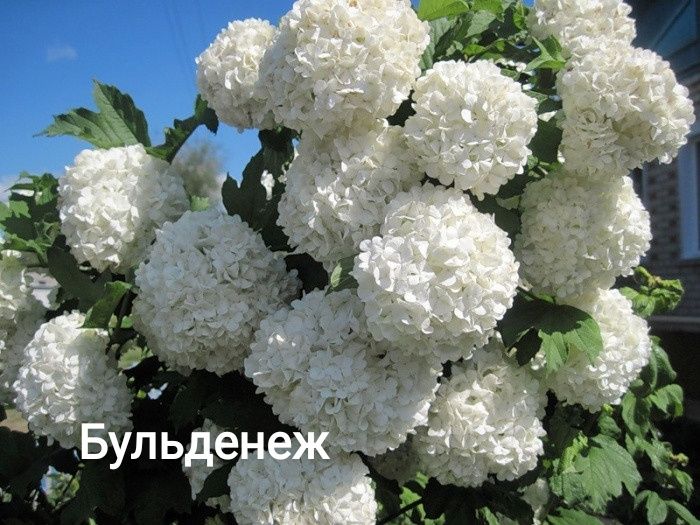 Гортензия крупнолистовая разных цветов морозостойкая