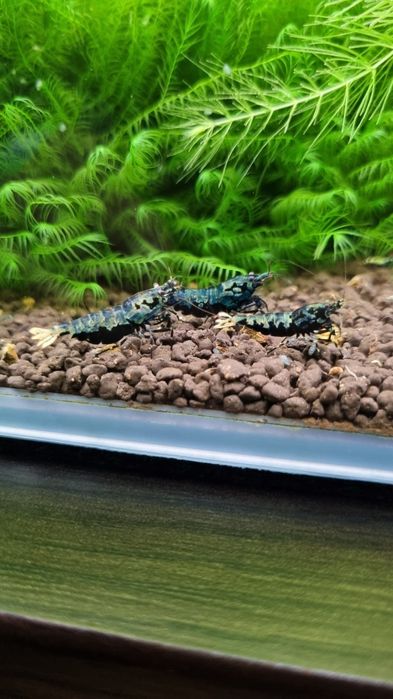 Krewetka Krewetki GALAXY ze stada BOA