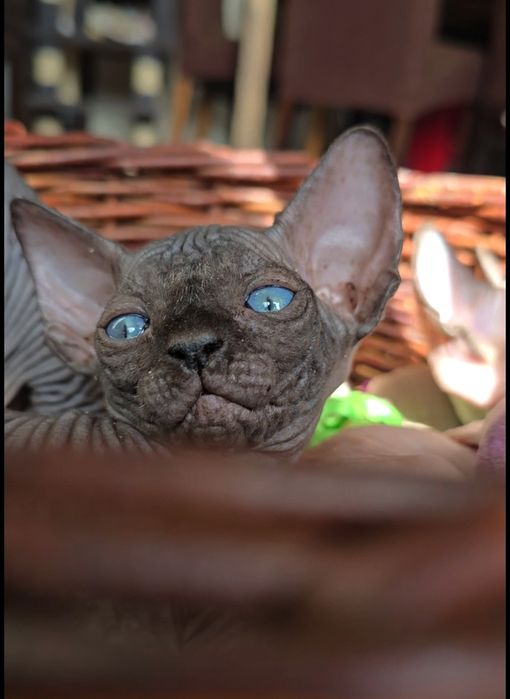 Przepiekne kocięta sfinks,kot sphynx
