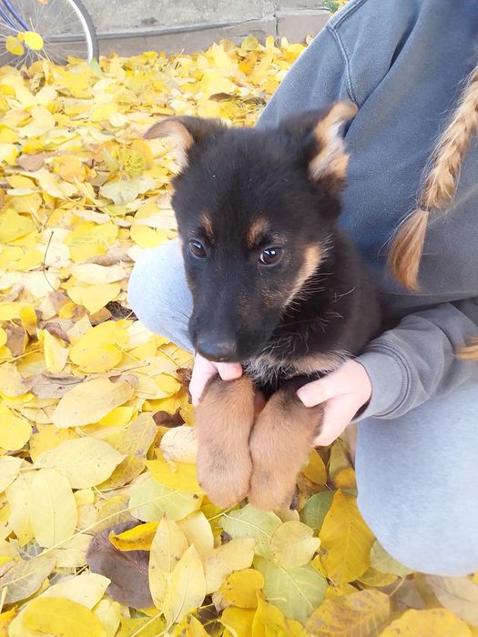 Продам цуценят німецької вівчарки,( дівчатка)