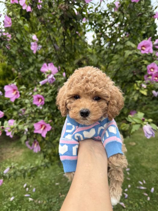 Карамельні мальтипу чіп