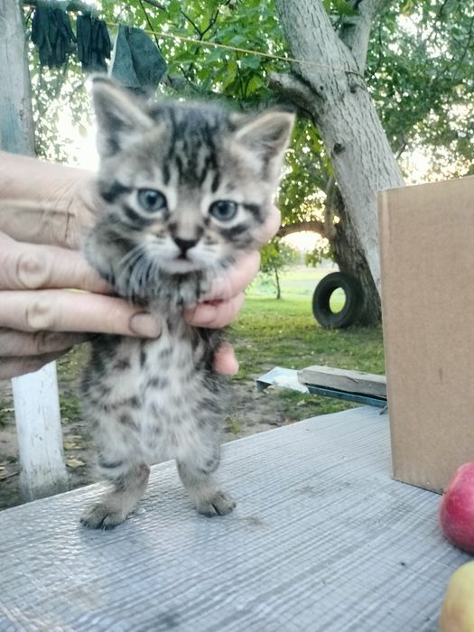 Котик вихований 1,5