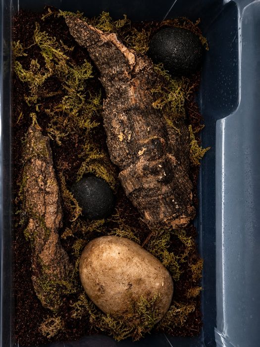 Mini terrarium leśne