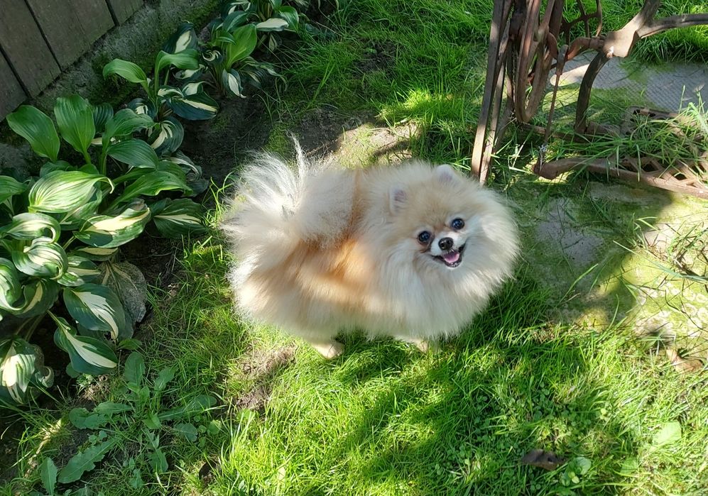 Девочка померанского шпица крем окраса.