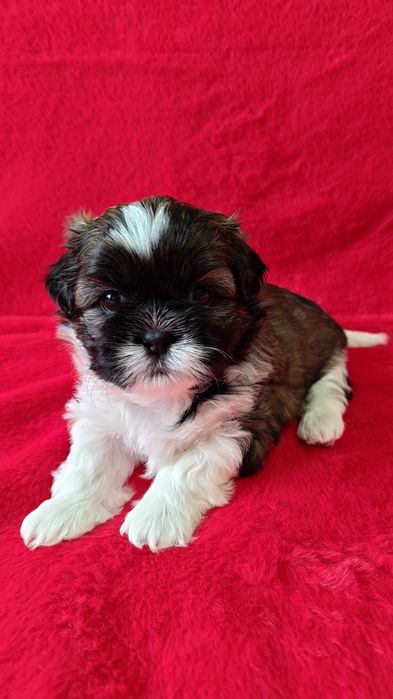 Szczeniaczek shih tzu