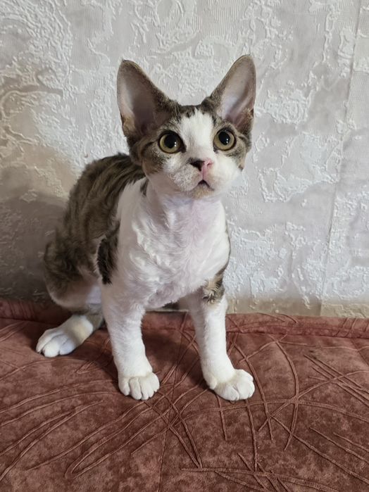 Девон-рекс кошенята