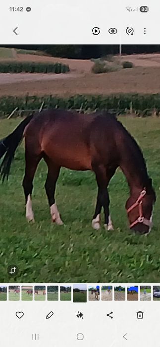 Klacz kłusak super konik