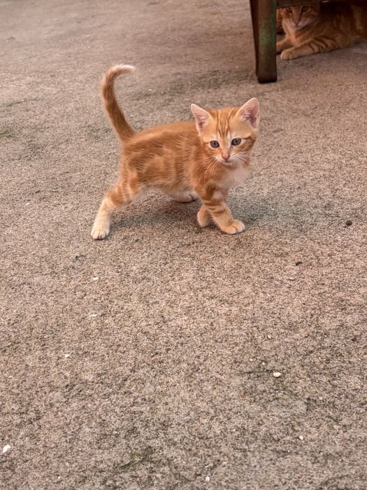 Casal de gatos para adocao