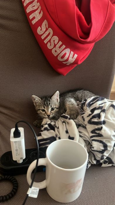 маленьке кошеня