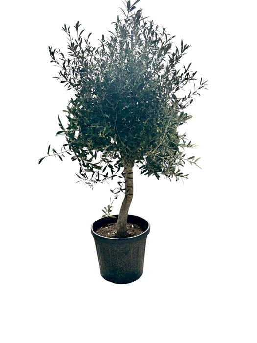 Drzewko Oliwne (Oliwka europejska)c-25l donica 130-150cm