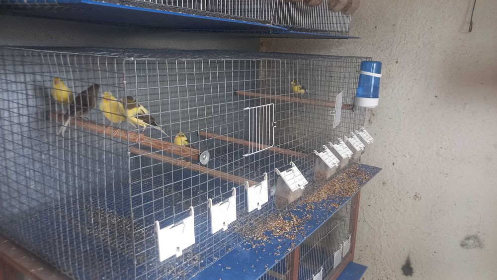 Canarios Timbrado Espanhol