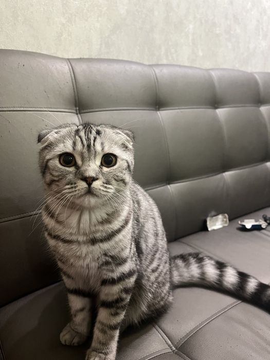 Предлгаем,вашего внимания кота на вязку)