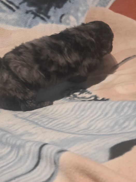 Szczeniaczek Maltipoo