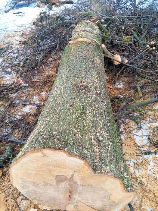 Стовбур липи 5 метрів