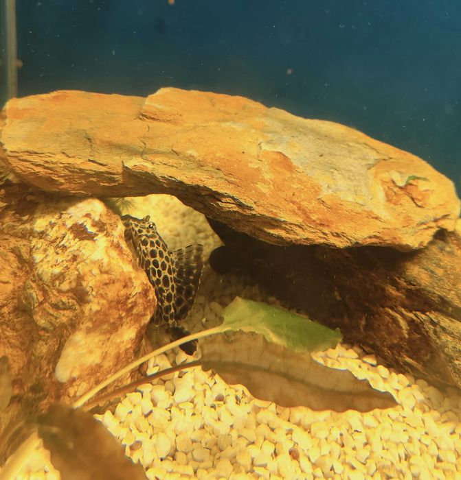 Plecostosmos go bíceps leopardo 5cm