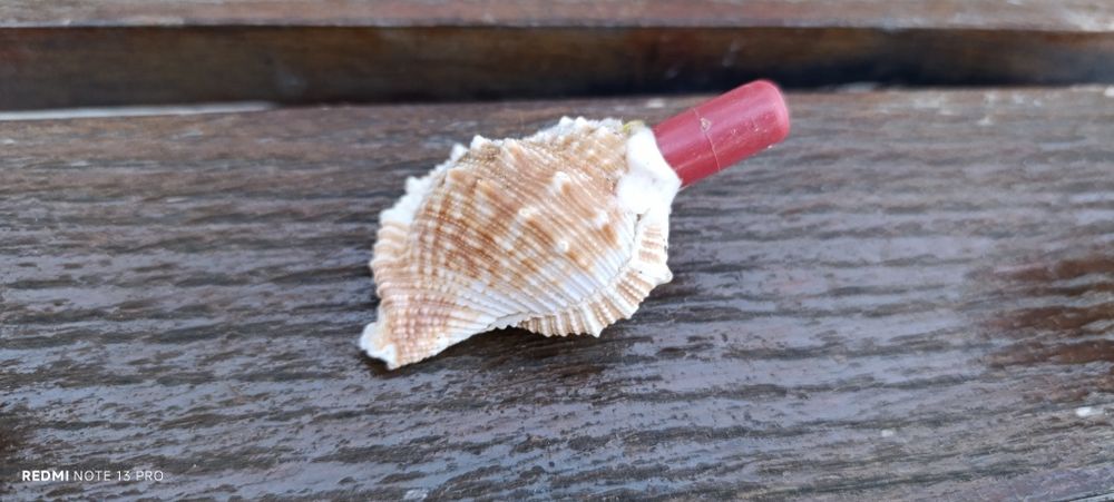 Продам Ракушки морські