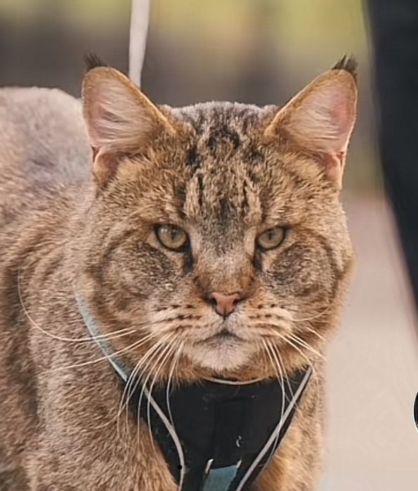 Камышовый кот, 4 года