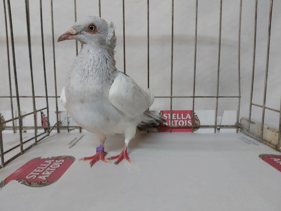 Gołębie Jasne Perłowe