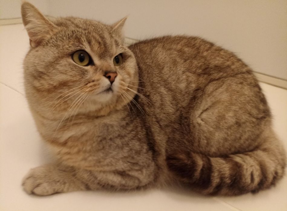 Adoção Gato Macho